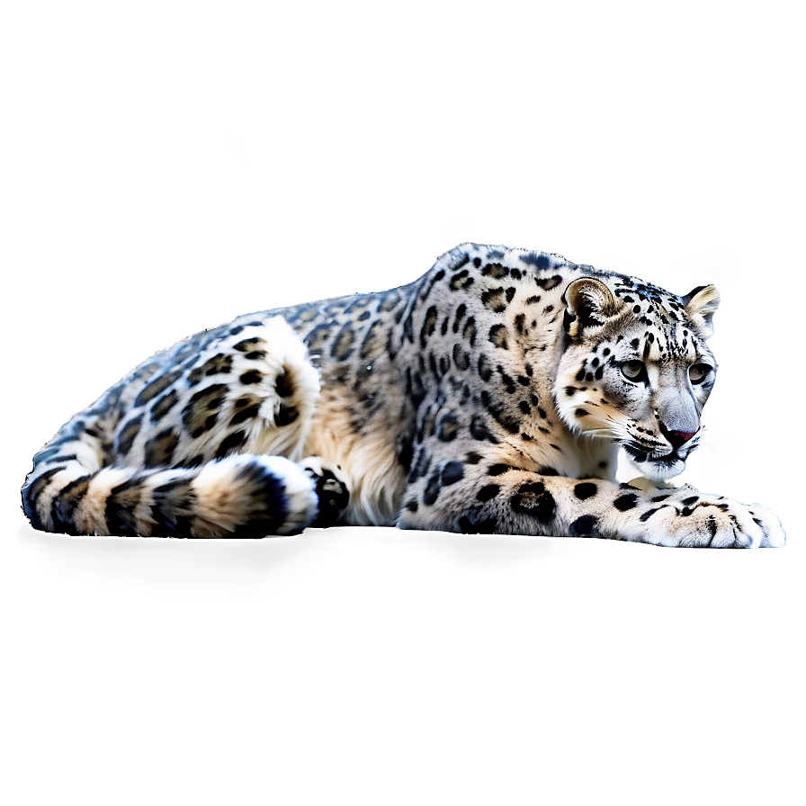 Snow Leopard C