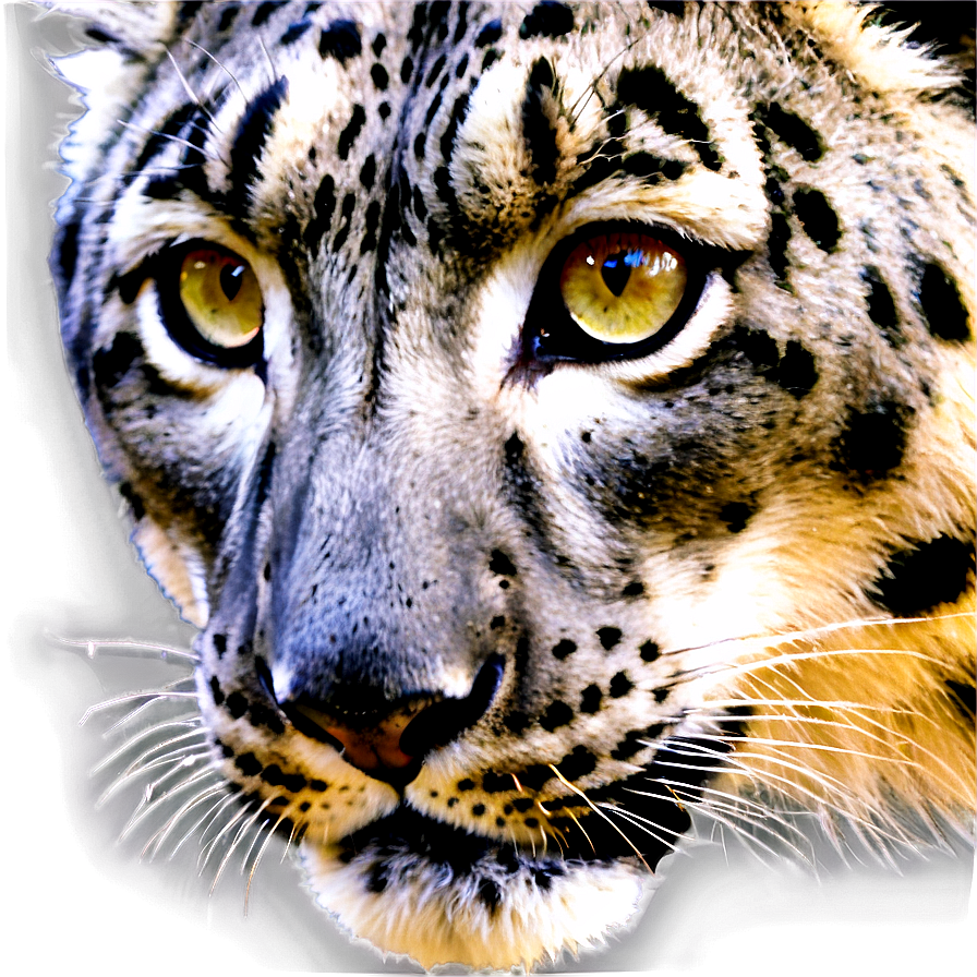 Snow Leopard Face Closeup Png Gqv