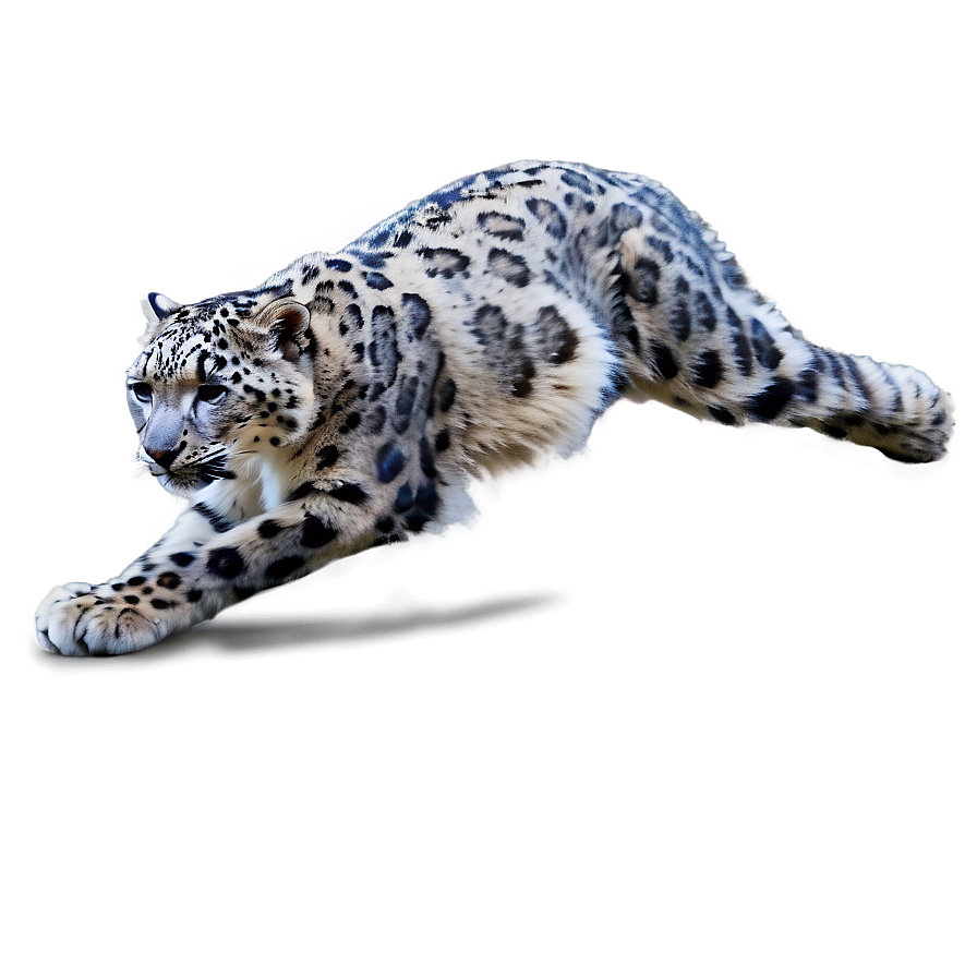 Snow Leopard In Action Sequence Png Kvv84