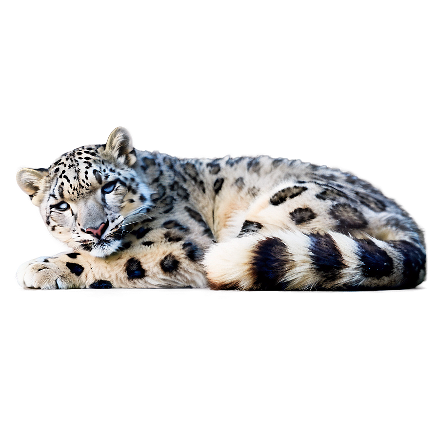 Snow Leopard Sunbathing Png Cte