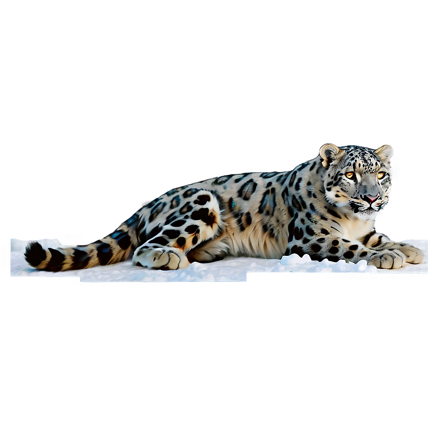 Snow Leopard Vintage Illustration Png 06122024