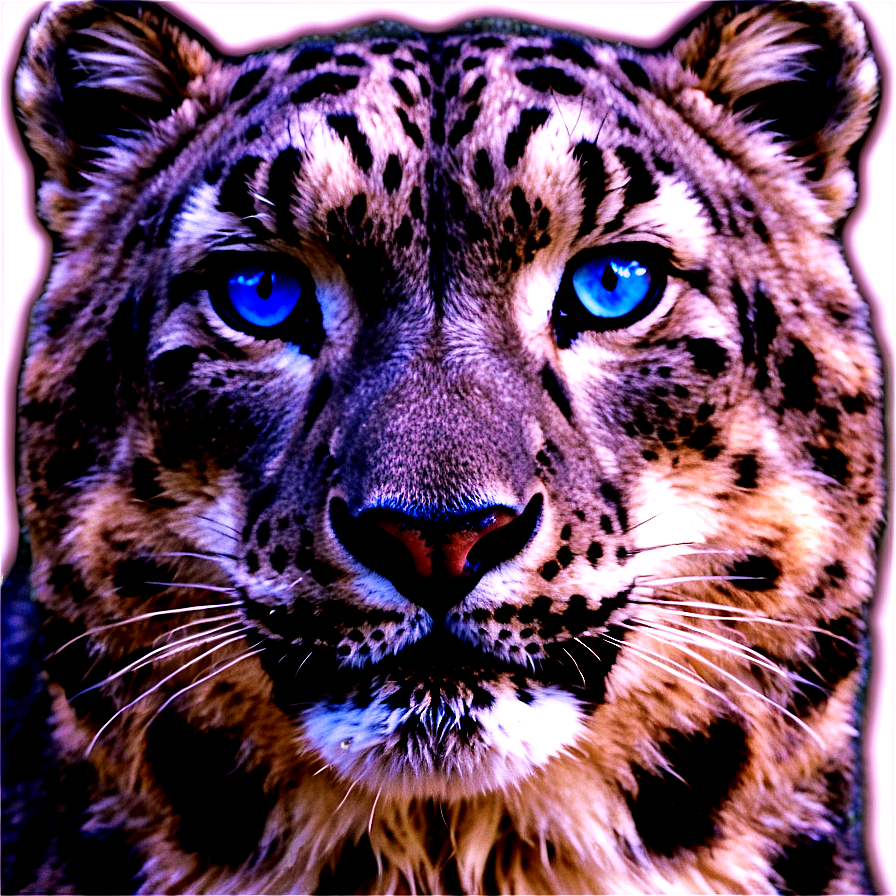 Snow Leopard With Blue Eyes Png 06122024