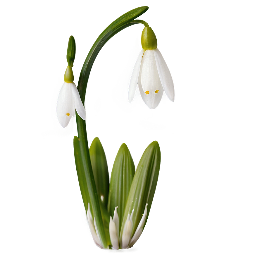 Snowdrop Flower Transparent Png 05252024