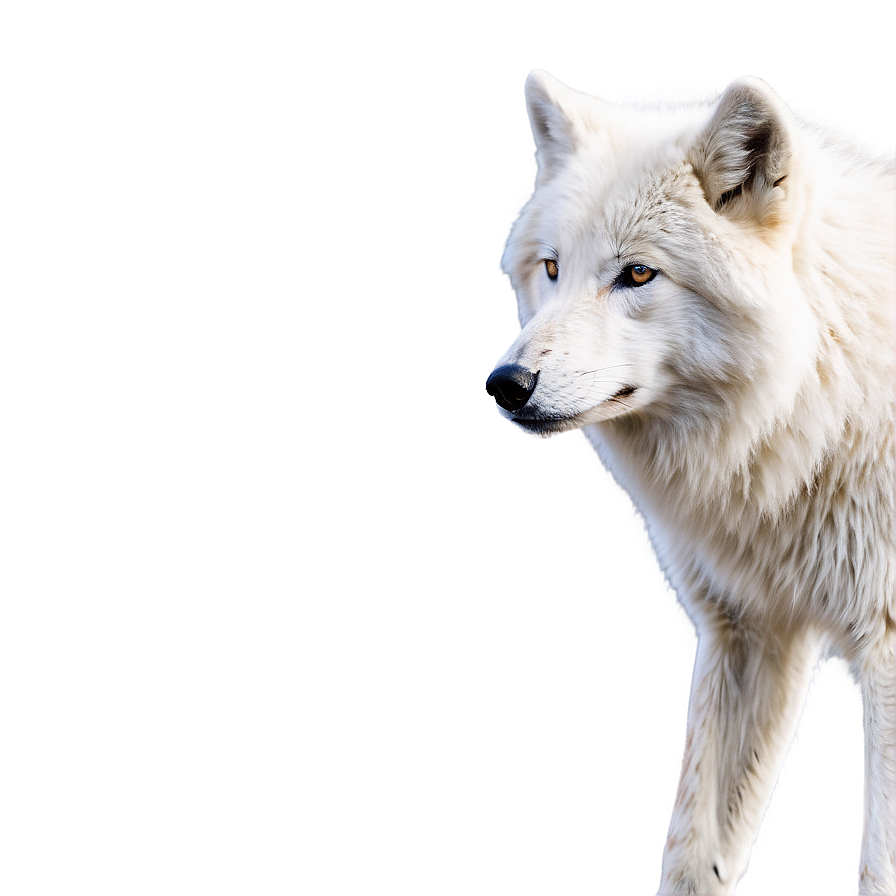Snowy Arctic Wolf Png 35