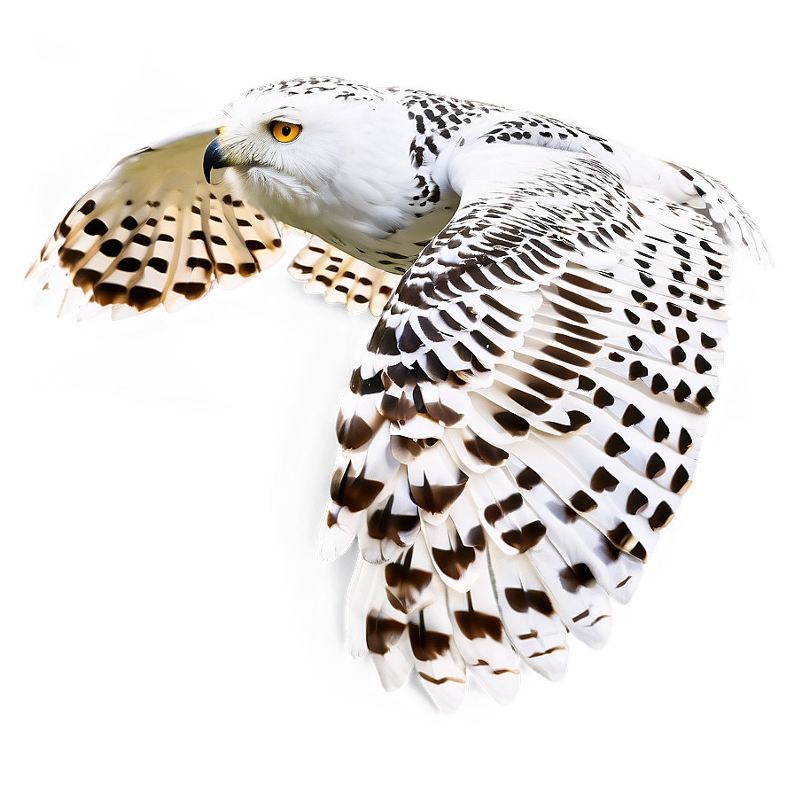 Snowy Owl In Flight Png Cyl72