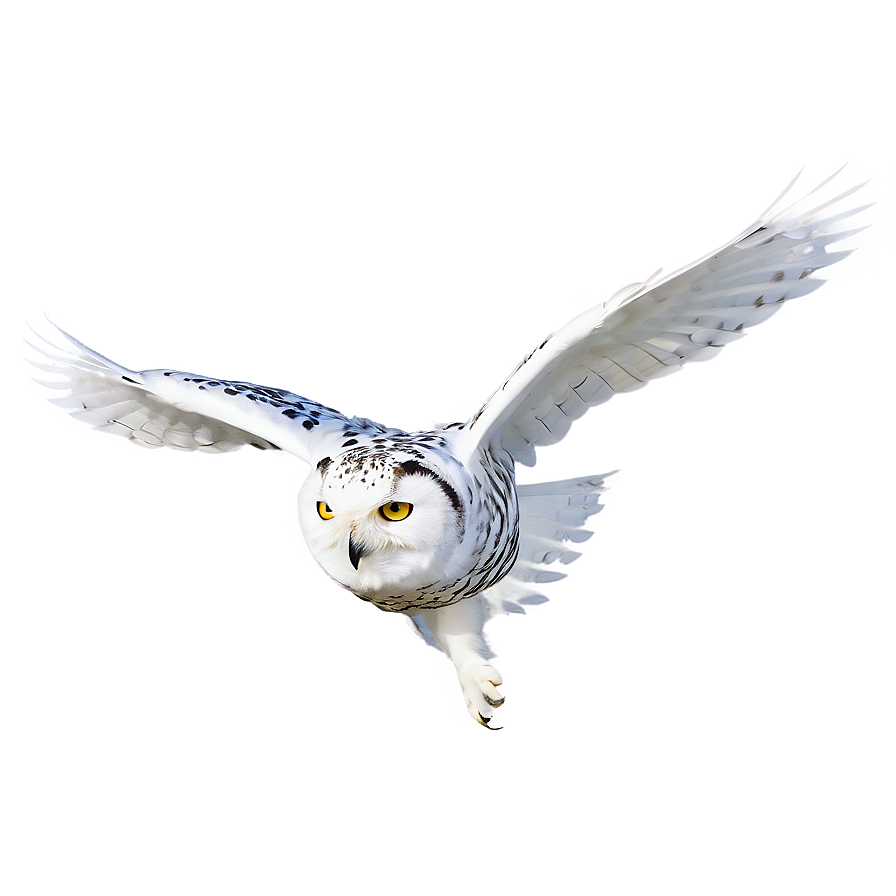 Snowy Owl In Flight Png Rss92