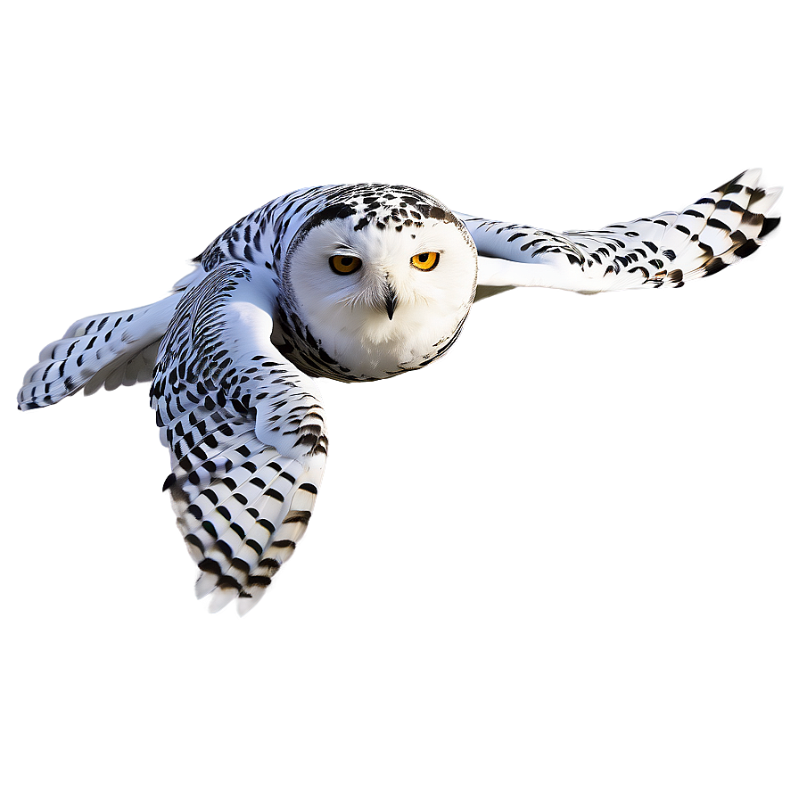 Snowy Owl Png Tor