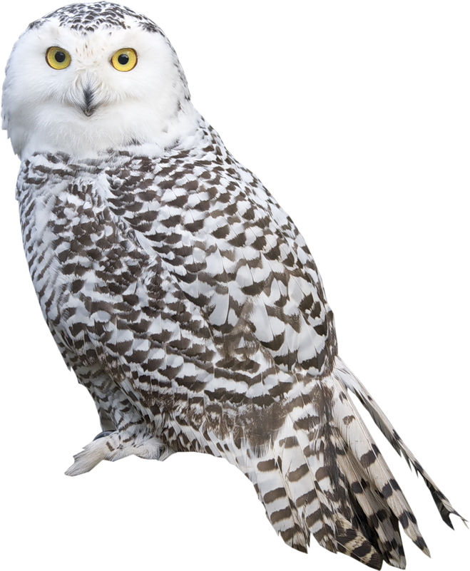 Snowy Owl Portrait Isolated