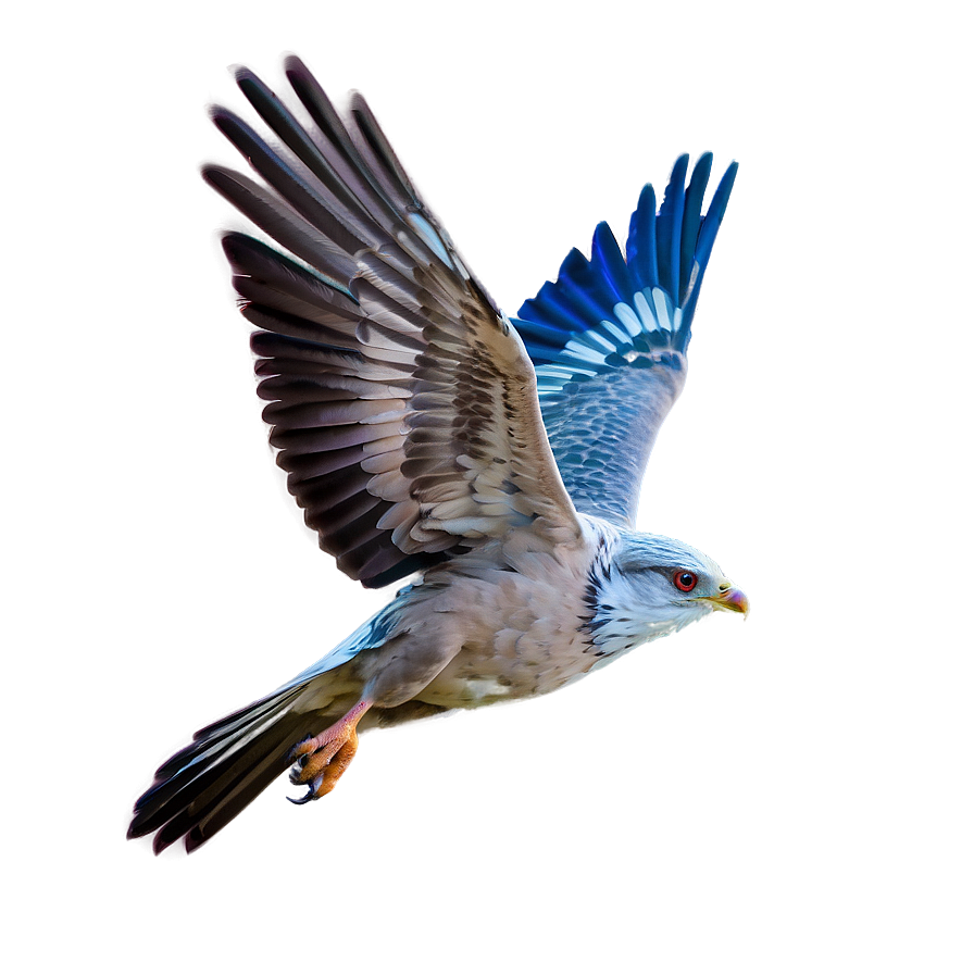 Soaring Bird Flight Png 06252024