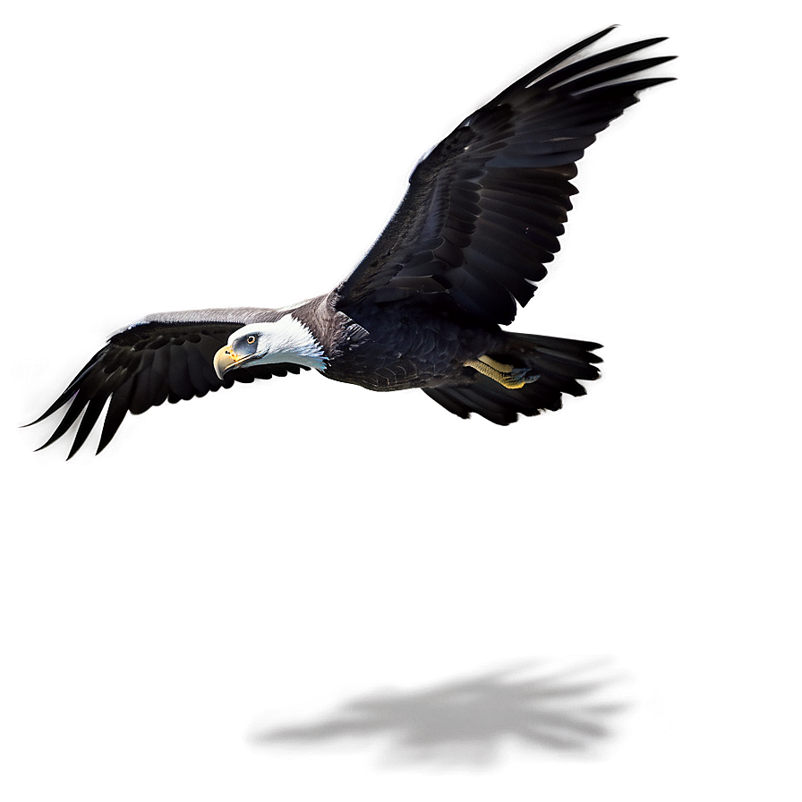 Soaring Condor Png 06122024