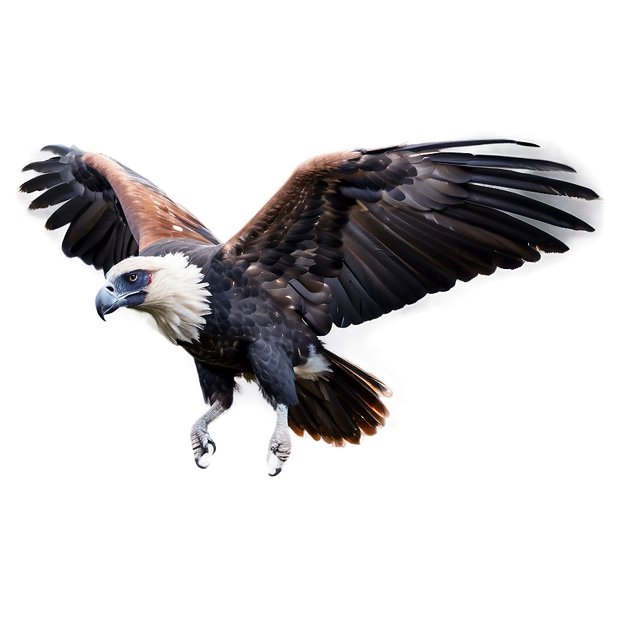 Soaring Condor Png 41