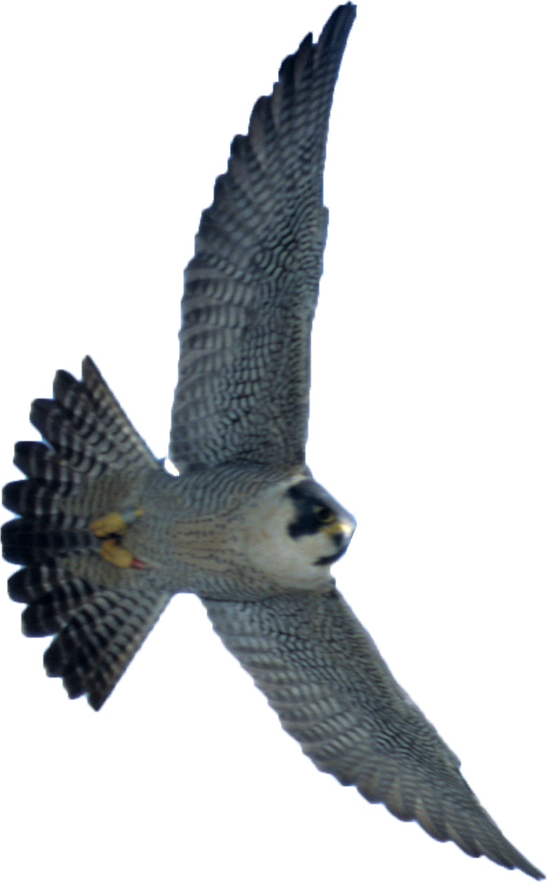 Soaring Falcon In Flight.png