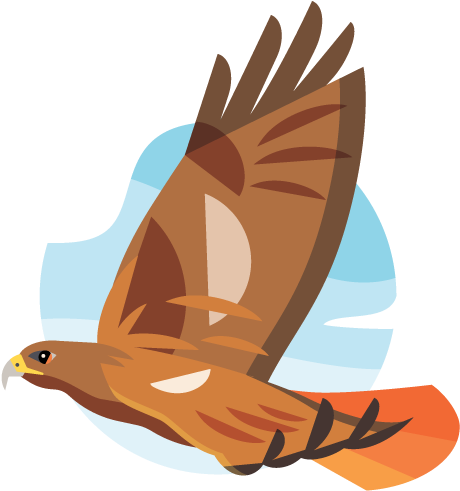 Soaring Hawk Illustration