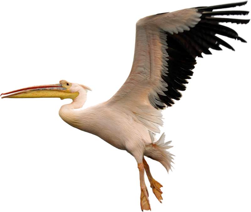 Soaring Pelican Transparent Background