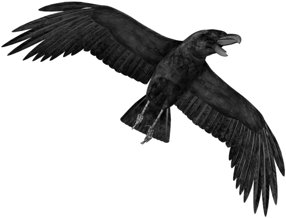 Soaring_ Raven_ Silhouette