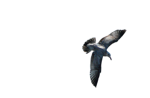 Soaring Seagull Against Dark Background.jpg