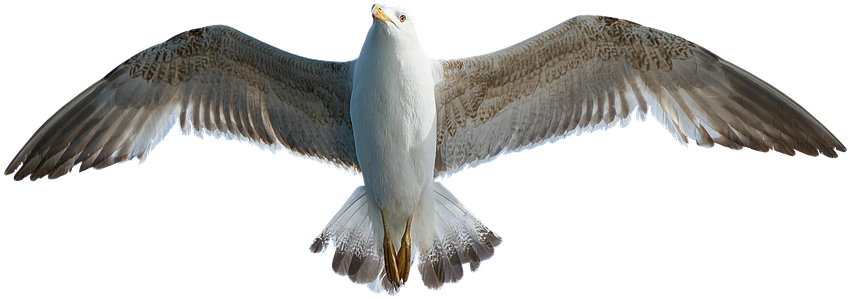 Soaring Seagull Transparent Background