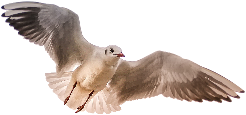 Soaring Seagull Transparent Background