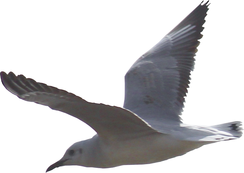 Soaring Seagull Transparent Background