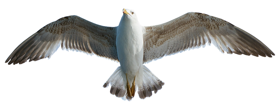 Soaring Seagull Transparent Background