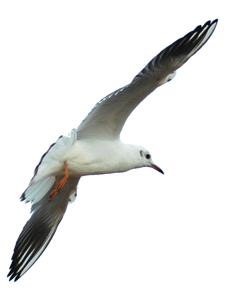 Soaring Seagull Transparent Background