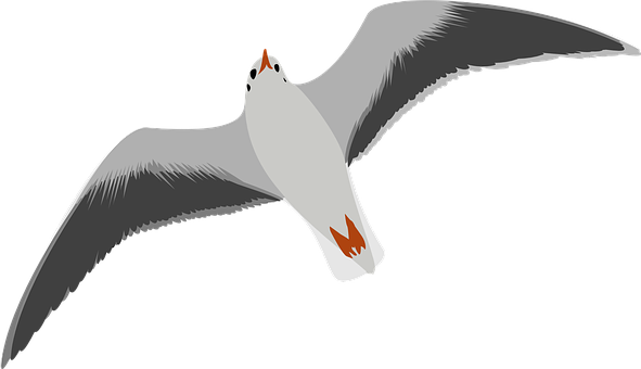 Soaring Seagull Vector Illustration