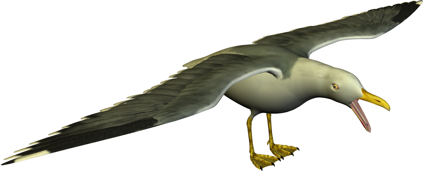 Soaring Seagull3 D Model