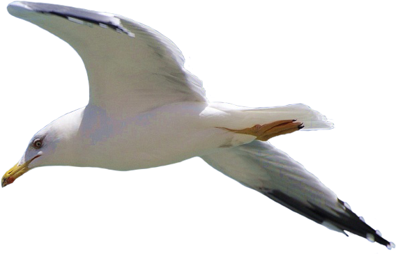 Soaring Seagullin Flight.png