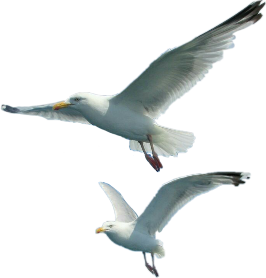 Soaring Seagullsin Flight