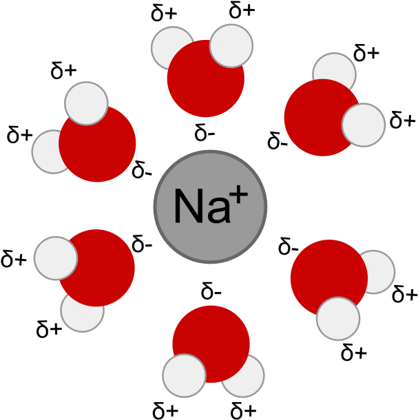 Sodium Ionand Water Molecules