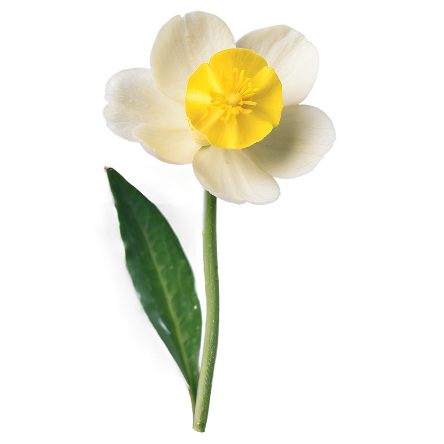 Soft Buttercup Png 06252024