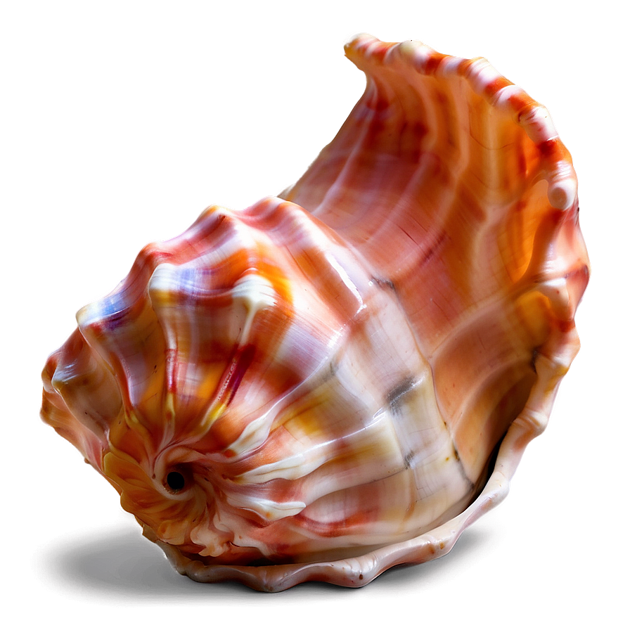 Soft Colored Conch Shell Png 97