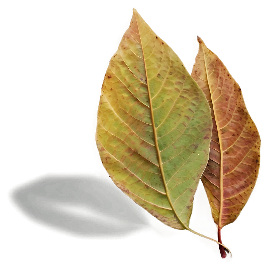 Soft Edge Fall Leaf Png Tsi50