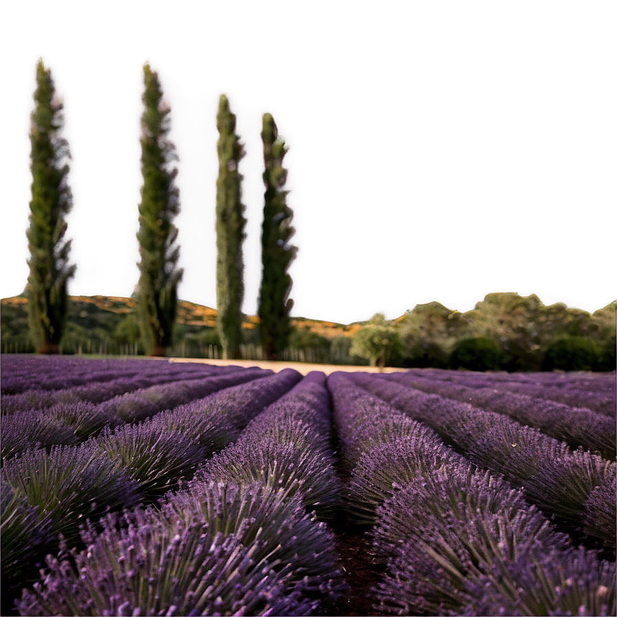 Soft Lavender Field Png 06132024