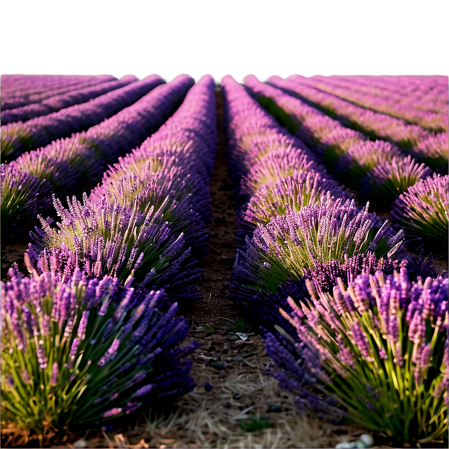 Soft Lavender Field Png 82