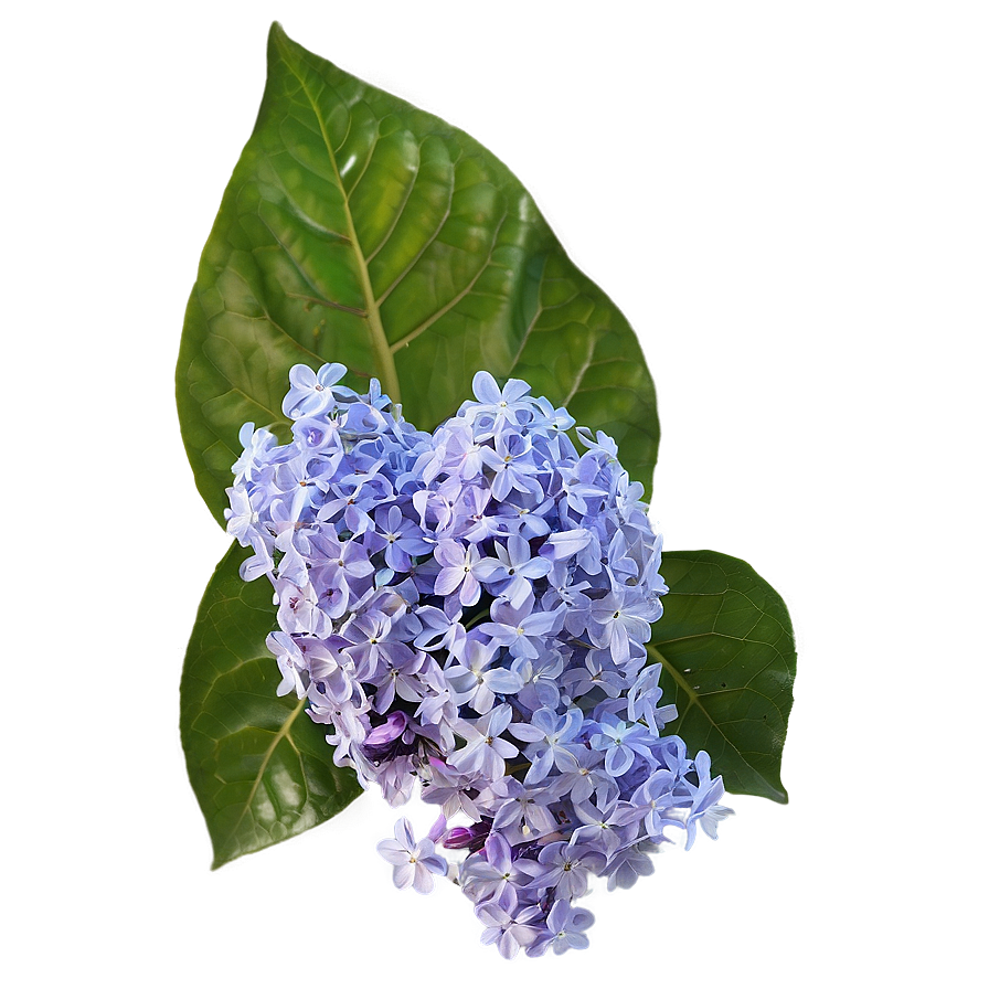 Soft Lilac Png Yld