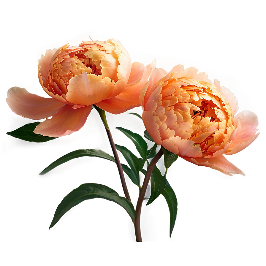 Soft Orange Peony Png Tnb