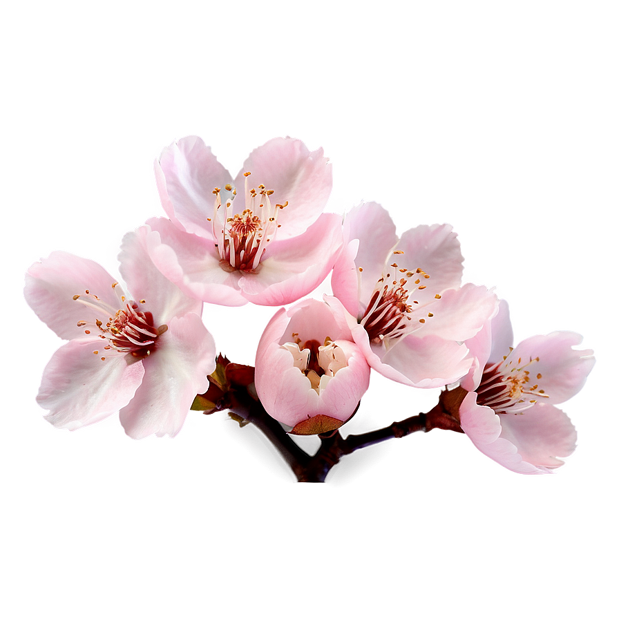 Soft Pink Cherry Blossom Png Oxv61