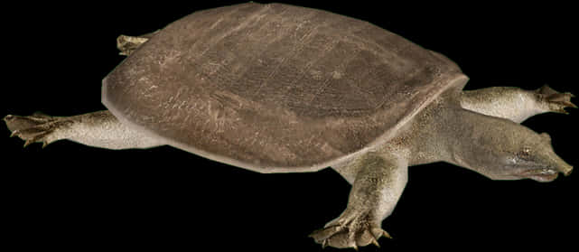 Softshell Turtle Black Background