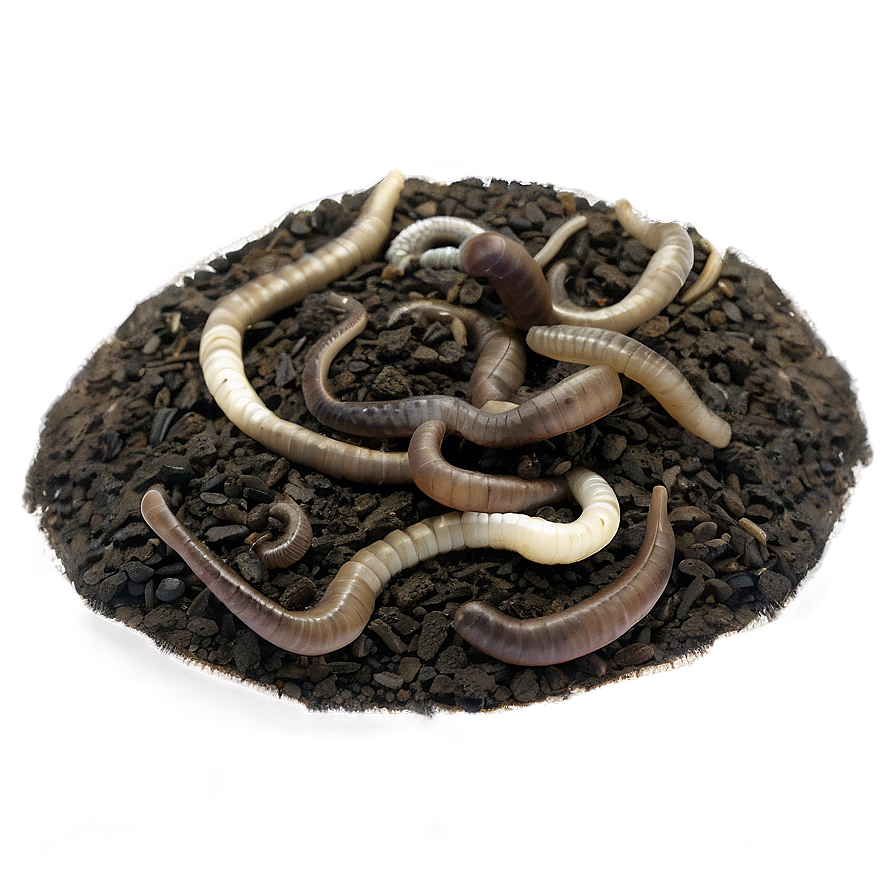 Soil Dwelling Worm Png Lmt