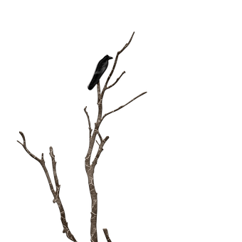 Solitary Birdon Night Branch