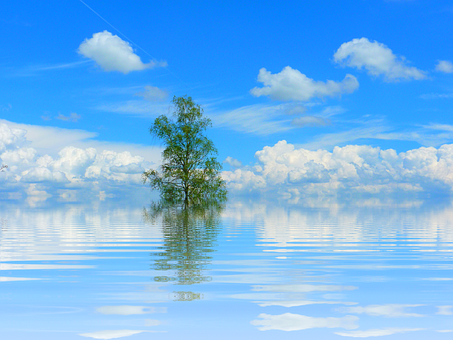 Solitary_ Tree_ Reflecting_on_ Water