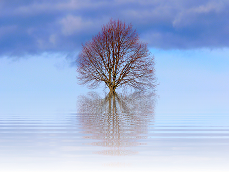 Solitary Tree Reflection Water