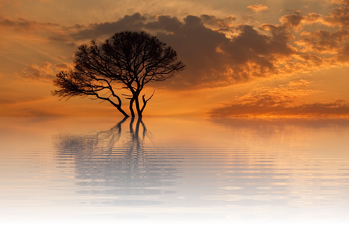 Solitary Treeat Sunset Reflection