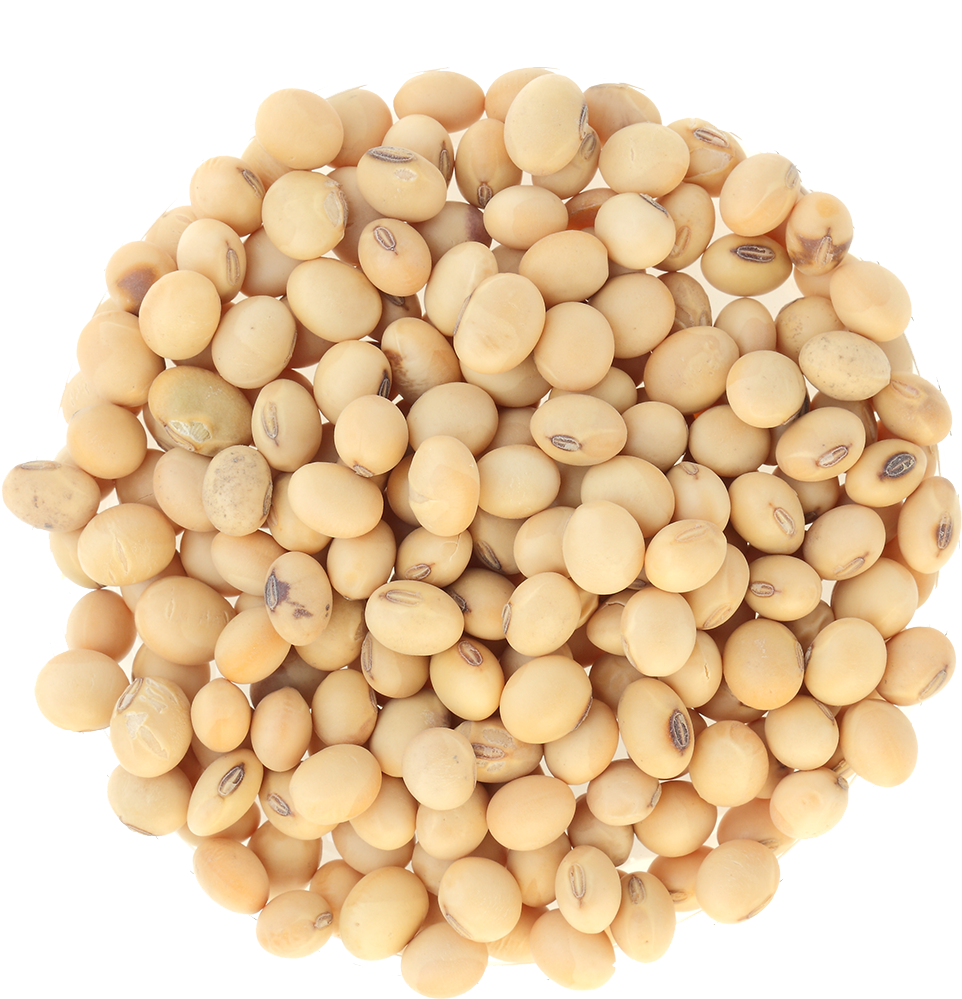 Soybean Cluster Top View