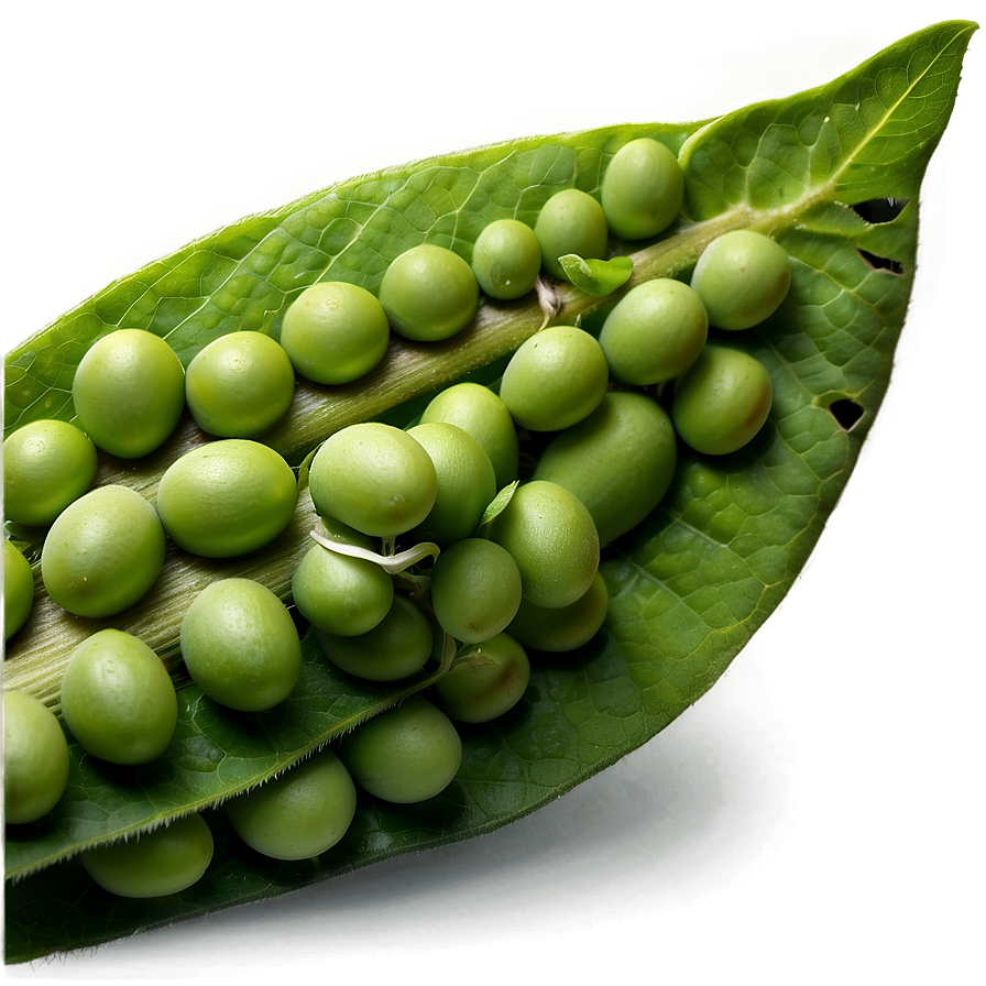 Soybean Field Png 74