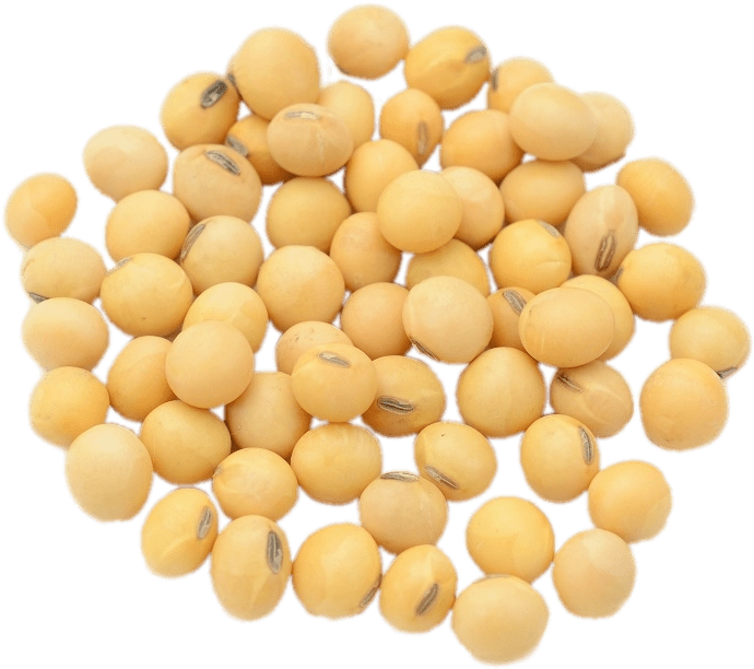 Soybeans Isolatedon Transparent Background