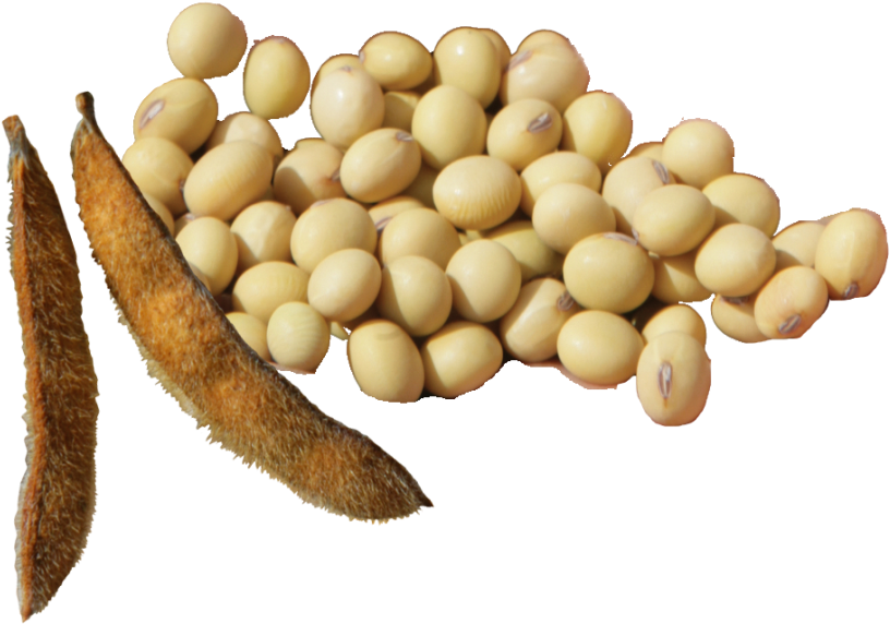 Soybeansand Podson Transparent Background