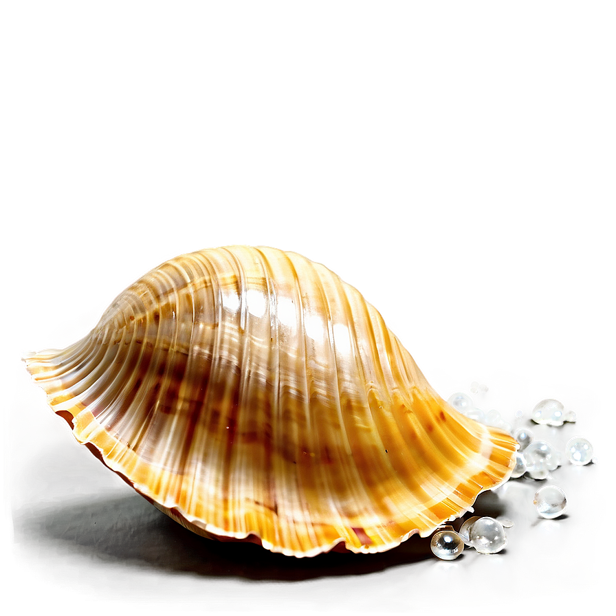 Sparkling Beach Shell Png 05212024