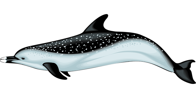 Sparkling Dolphin Illustration